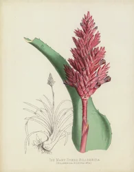 The Many-Spiked Billbergia